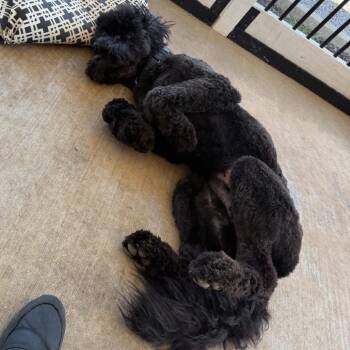 Standard Poodle Dogs Available for Adoption in Huntsville, Alabama - Razzle | PetCurious