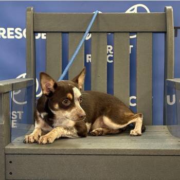 SMORES -  Terrier Dog for Adoption in Waterford, New Jersey - SMORES | PetCurious