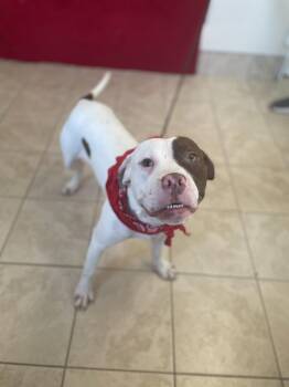 Pit Bull Terrier Dogs Available for Adoption - Tony | PetCurious