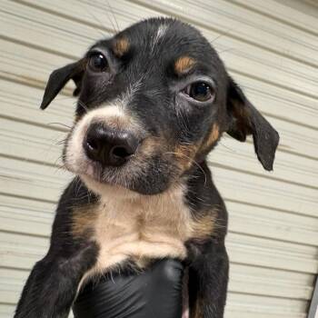 Frankie -  Mixed Breed Dog for Adoption in Lufkin, Texas - Frankie | PetCurious