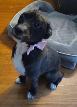 Pixie -  Miniature Poodle Dog for Adoption in Miromar Lakes, Florida - Pixie | PetCurious