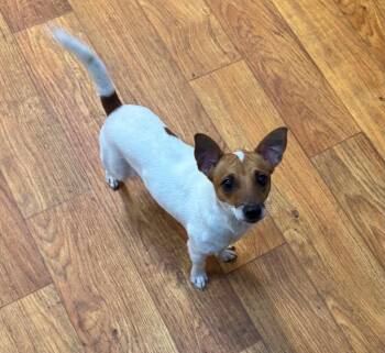 Chiripa -  Mixed Breed Dog for Adoption in Ocala, Florida - Chiripa | PetCurious