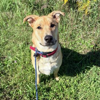 Clifford -  Yellow Labrador Retriever and Husky Dog for Adoption in Allegan, Michigan - Clifford | PetCurious