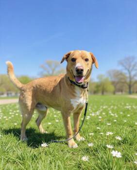 Rudolph -  Labrador Retriever and Rhodesian Ridgeback Dog Available for Adoption in Westwood, New Jersey - Rudolph | PetCurious