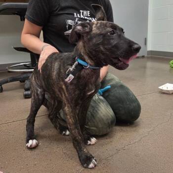 Dutch Shepherd Dogs Available for Adoption in Chattanooga, Tennessee - Esther | PetCurious