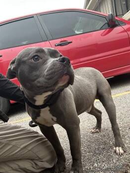 Staffordshire Bull Terrier and Mixed Breed Dogs Available for Adoption in Oklahoma City, Oklahoma - A474857 | PetCurious