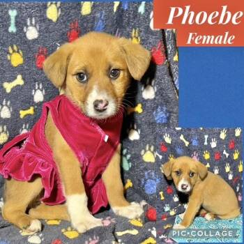 Labrador Retriever Dogs Available for Adoption - Phoebe | PetCurious