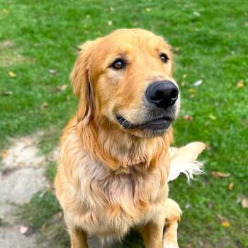 BUDDY -  Golden Retriever Dog for Adoption in Burton, Michigan - BUDDY | PetCurious