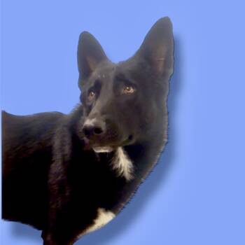 Rescue German Shepherd Dog Dogs for Adoption in Scottsdale, Arizona - Norbert | PetCurious