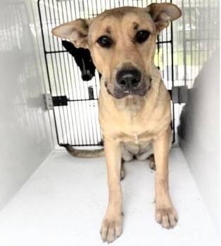 Labrador Retriever and Mixed Breed Dogs Available for Adoption in Houston, Texas - A654673 | PetCurious