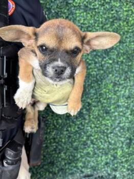 Chihuahua and Mixed Breed Dogs Available for Adoption in El Paso, Texas - 60912855 | PetCurious