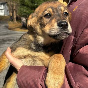 Australian Shepherd Dogs Available for Adoption - NY Tom Selleck Avail Mar 21 (Tractor Supply Patterson NY) | PetCurious