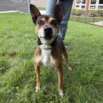 Jake -  Feist Dog for Adoption in Latrobe, Pennsylvania - Jake | PetCurious