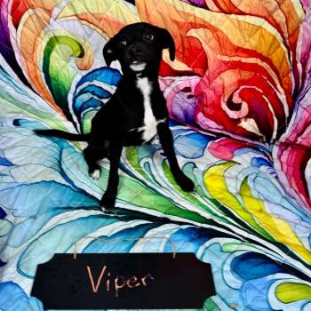 Viper -  Chihuahua and Mixed Breed Dog for Adoption in Franklin, North Carolina - Viper | PetCurious
