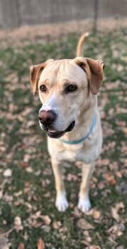 Labrador Retriever and Mixed Breed Dogs Available for Adoption - Yzerman / Slim Pickens / Rex | PetCurious