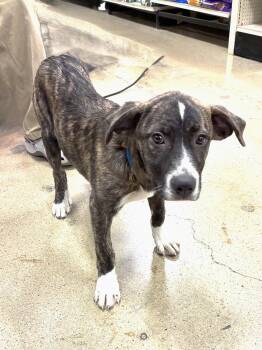 Great Pyrenees Dogs Available for Adoption - Kadett | PetCurious