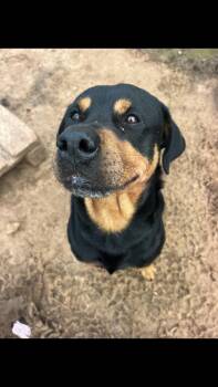 TJ -  Rottweiler Dog Available for Adoption - TJ | PetCurious