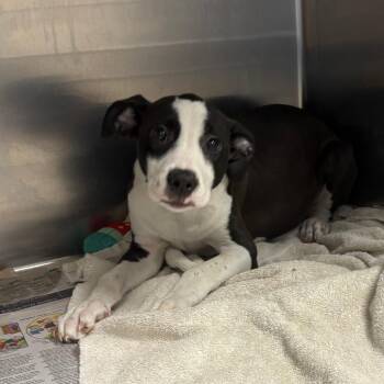 Sienna -  Labrador Retriever and Mixed Breed Dog for Adoption in West Point, Mississippi - Sienna | PetCurious