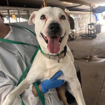 Shepherd Dogs Available for Adoption - Bacon | PetCurious