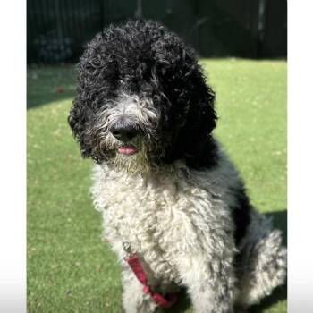 Standard Poodle and Bernese Mountain Dog Dogs Available for Adoption in Pleasanton, California - Swiffer - ECAS | PetCurious