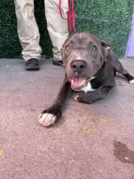 61245171 -  Pit Bull Terrier and Mixed Breed Dog for Adoption in El Paso, Texas - 61245171 | PetCurious