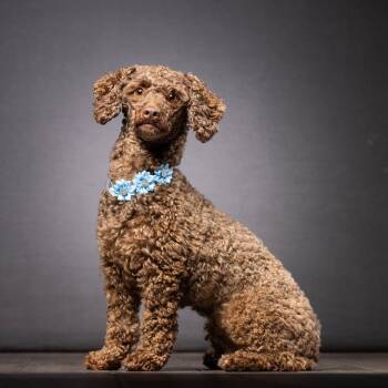 Poodle Dogs Available for Adoption - Molly | PetCurious