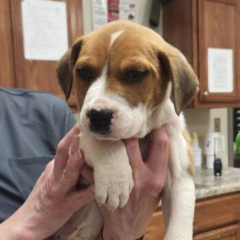 Australian Cattle Dog Blue Heeler Dogs Available for Adoption in Tupelo, Mississippi - Miso - 031901U | PetCurious