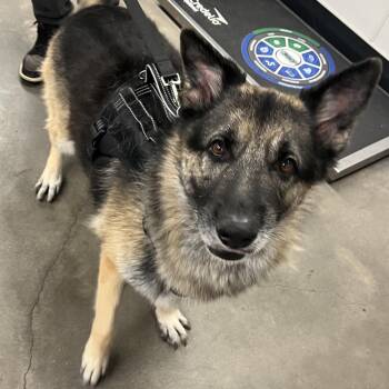 Goliath -  German Shepherd Dog Dog for Adoption in Tampa, Florida - Goliath | PetCurious