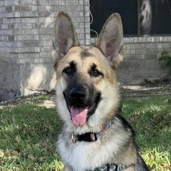 German Shepherd Dog and Husky Dogs Available for Adoption - Miss Piggy AW | PetCurious