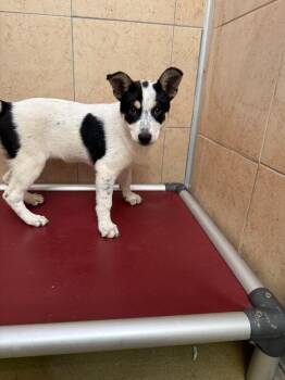 Lynn -  Mixed Breed Dog for Adoption in Hobbs, New Mexico - Lynn | PetCurious