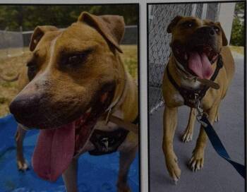Puddin -  Pit Bull Terrier Dog for Adoption in Farmerville, Louisiana - Puddin | PetCurious