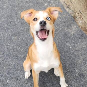 Jack Russell Terrier and Feist Dogs Available for Adoption in Cleveland, Tennessee - Marley | PetCurious