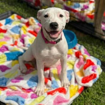 Mixed Breed Dogs Available for Adoption in Justin, Texas - Sweet Pea  | PetCurious