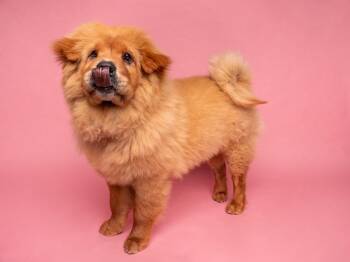Sticky Bun -  Chow Chow Dog for Adoption in Palo Alto, California - Sticky Bun | PetCurious
