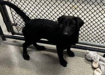 Aryna 4mo AVA 9/16 -  Labrador Retriever Dog for Adoption in Sterling, Massachusetts - Aryna 4mo AVA 9/16 | PetCurious
