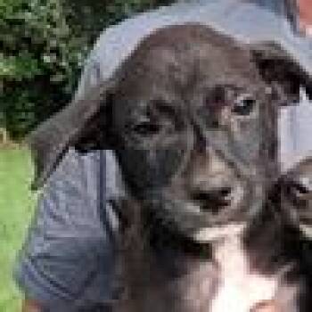 Butch -  Terrier and Mixed Breed Dog for Adoption in Tampa, Florida - Butch | PetCurious