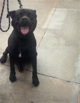 ONYX -  Mixed Breed Dog for Adoption in Dallas, Texas - ONYX | PetCurious