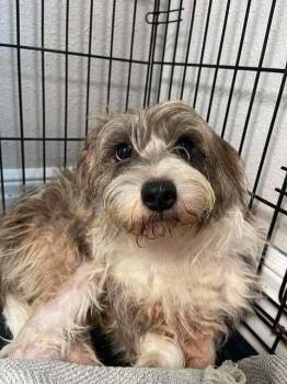 Klaus -  Schnauzer and Poodle Dog for Adoption in Bolivar, Missouri - Klaus | PetCurious