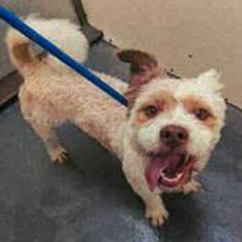 Poodle Dogs Available for Adoption in Eureka, California - Whipped Cream | PetCurious