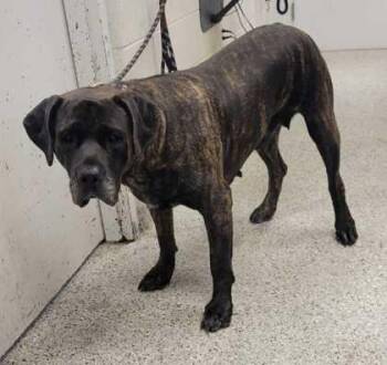 Angel -  Presa Canario and Mixed Breed Dog for Adoption in Kansas City, Missouri - Angel | PetCurious
