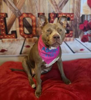 Pit Bull Terrier Dogs Available for Adoption - Dimple | PetCurious