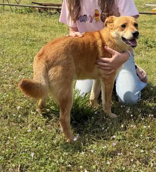 Shiba Inu Dogs Available for Adoption in Zimmerman, Minnesota - Chicken Elizabeth Nugget | PetCurious