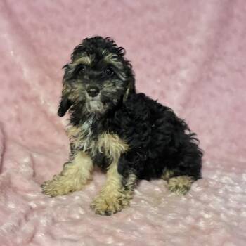 Cockapoo Dogs Available for Adoption - Curley Sue  | PetCurious