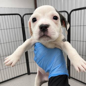 Maleficent -  American Staffordshire Terrier Dog for Adoption in Portland, Maine - Maleficent | PetCurious