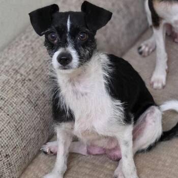 Little Bit - Chino Hills Location -  Terrier and Mixed Breed Dog for Adoption in Chino Hills, California - Little Bit - Chino Hills Location | PetCurious