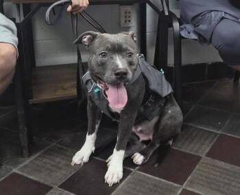 Luna -  Mixed Breed Dog for Adoption in New York, New York - Luna | PetCurious