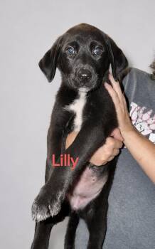 Labrador Retriever Dogs Available for Adoption in Manchester, Connecticut - Lilly | PetCurious