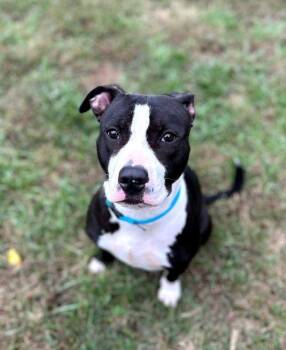 Rescue Terrier Dogs for Adoption in Middle Township, New Jersey - Trigger | PetCurious