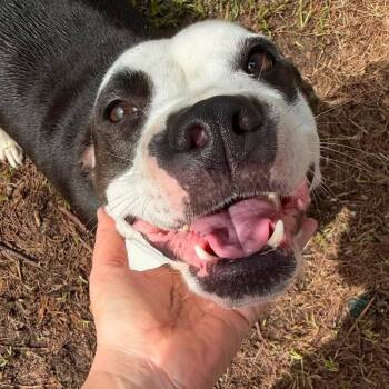Sumner -  Pit Bull Terrier Dog for Adoption in Pembroke, Massachusetts - Sumner | PetCurious