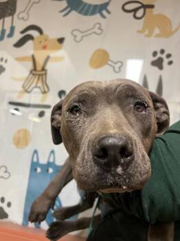 DARCY -  Pit Bull Terrier and Mixed Breed Dog Available for Adoption in Blythe, California - DARCY | PetCurious